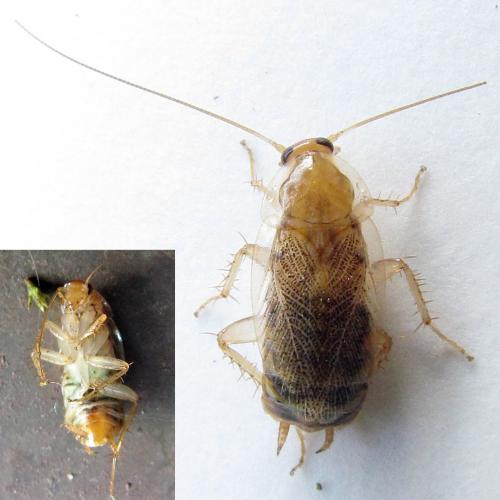 Planuncus vinzi